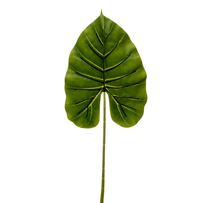 Canna Leaf Pick  Dark Green (55cmH)