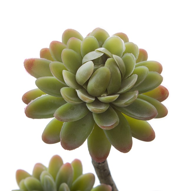 Artificial Succulent Florette Green (27cmH)