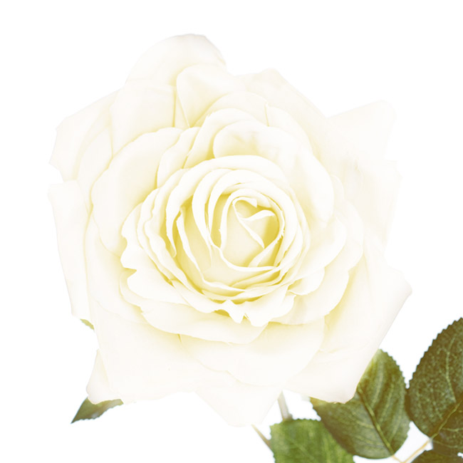 Large Colombian Rose Stem White (20cmDx86cmH)