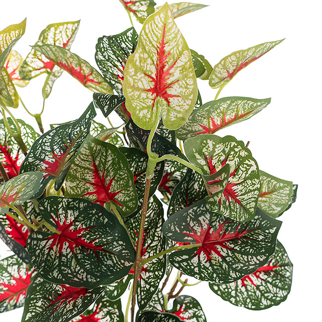 Caladium Bicolor Bush x7 Red Green (42cmH)