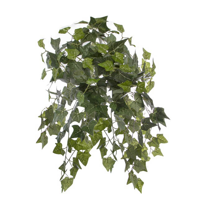 Hanging Plants English Ivy Bush x24 Green (67cm)