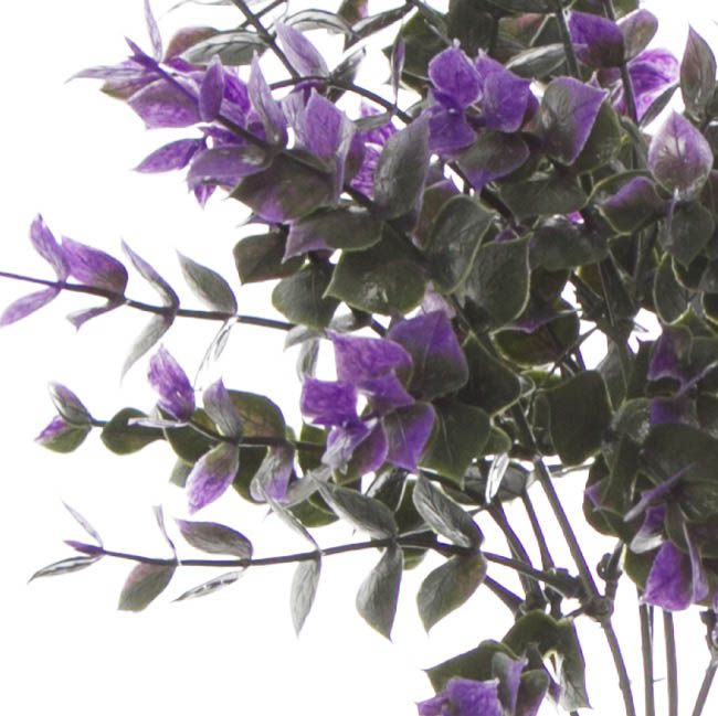 Eucalyptus Bunch Purple (30cm)