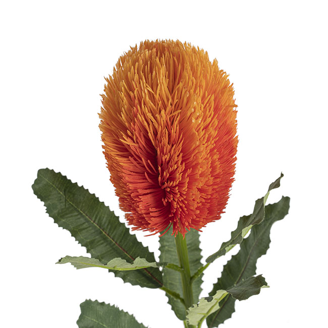 Australian Banksia Stem Orange (65cmH)