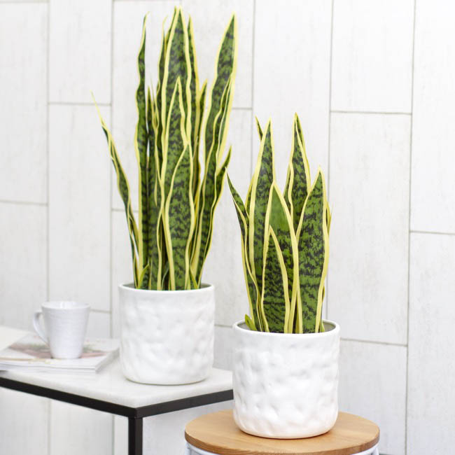 Artificial Sansevieria Potted Real Touch (55cm)