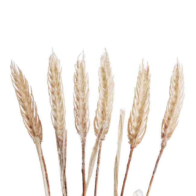 Wheat Spray Bunch 6 Head Beige (57cmH)