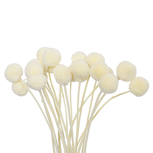 Preserved Dried Billy Button Bunch 20 Stems White