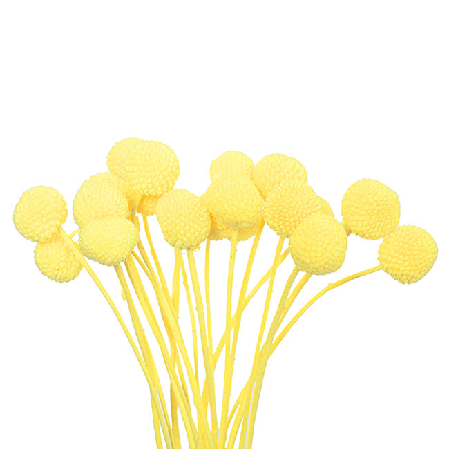 Preserved Dried Billy Button Bunch 20 Stems Yellow