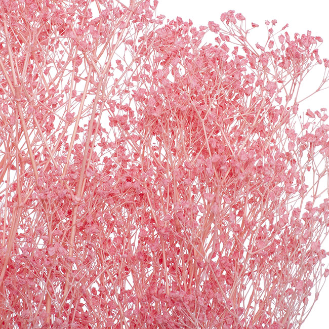 Preserved Dried Babys Breath Bunch 110g Soft Pink
