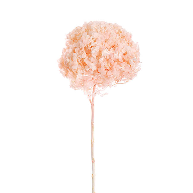 Preserved Dried Large Petal Hydrangea Stem Pastel Pink