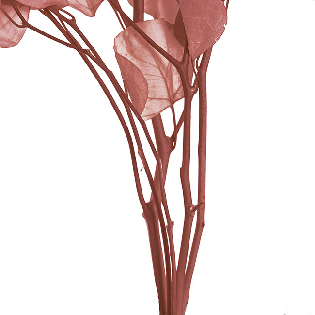 Preserved Dried Apple Leaf Honesty 3 Stems Dusty Pink