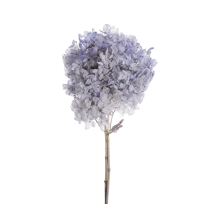 Preserved Dried Tower Hydrangea Stem Violet