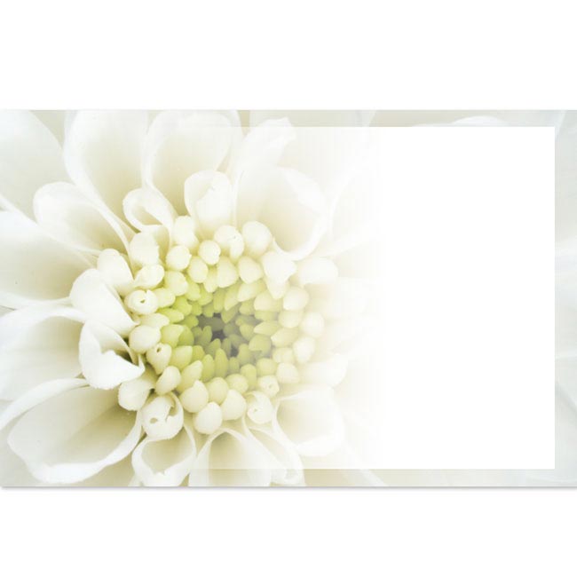 Cards Chrysanthemum Cream (10x6.5cmH) Pack 50