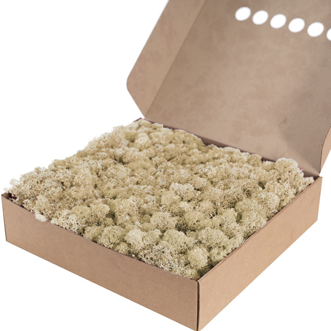 Premium Preserved Reindeer Moss Bulk 1kg Box Cream