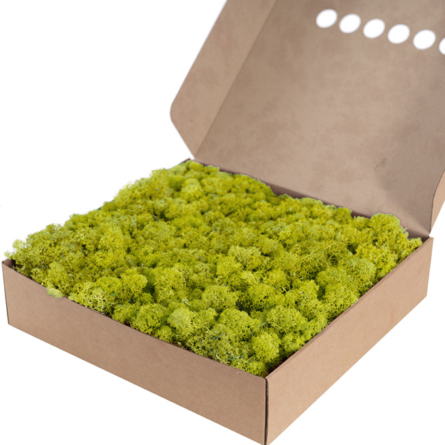 Premium Preserved Reindeer Moss Bulk 1kg Box Lime Green