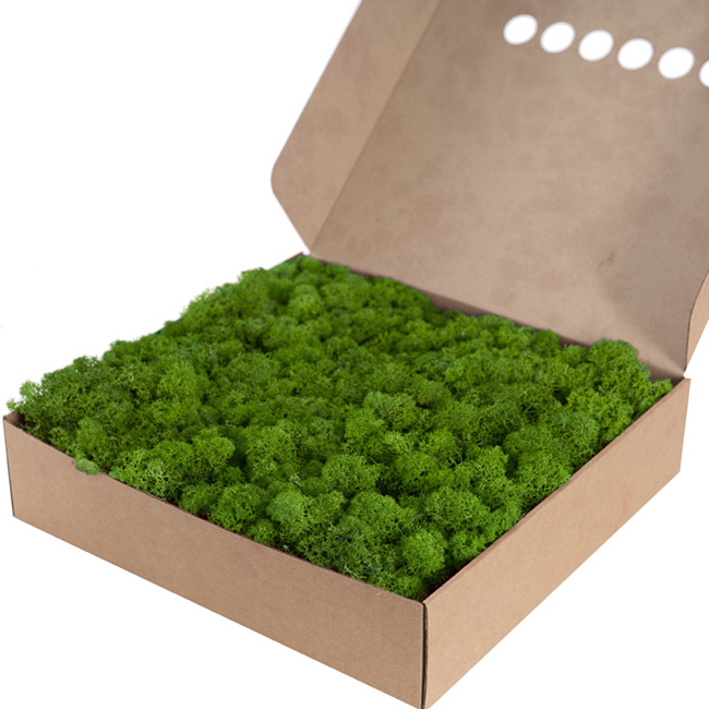 Premium Preserved Reindeer Moss Bulk 1kg Box Nature Green
