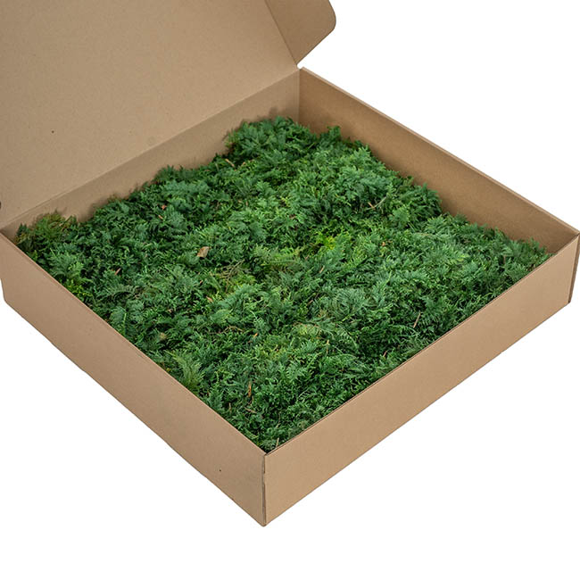 Premium Preserved Fern Moss 500g Box Green