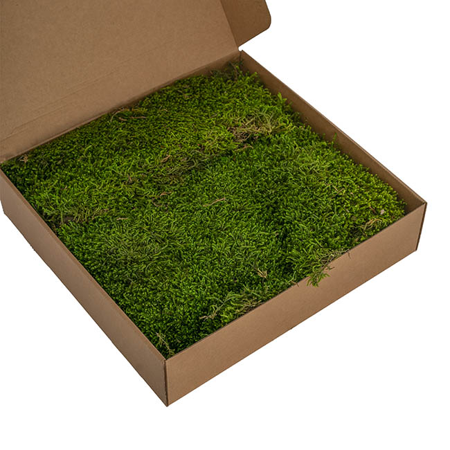 Premium Preserved Long Moss 500g Box Green