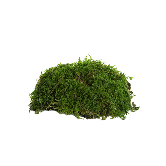 Premium Preserved Flat Moss Bulk 3kg Box Green