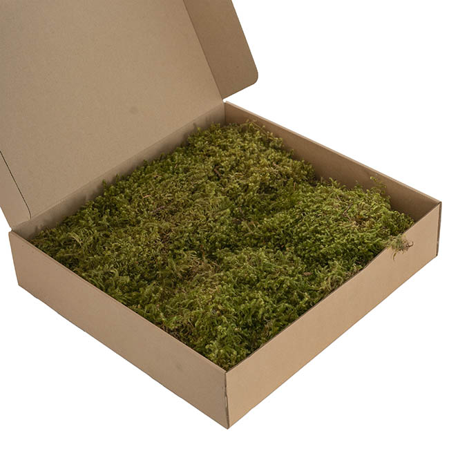 Premium Preserved Star Moss 500g Box Green