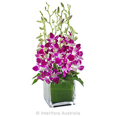  - Interflora Violetta Orchids