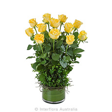 Interflora Desire Arrangement of 12 Yellow Roses