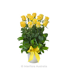 Interflora Impulse Arrangement of 12 Yellow Roses