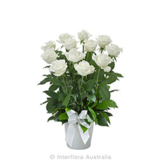 Interflora Impulse Arrangement of 12 White Roses