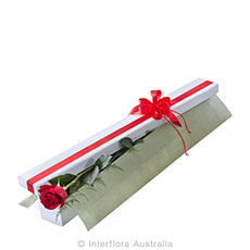 Interflora First Kiss Single Red Rose In Box