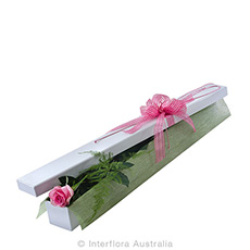 Interflora First Kiss Single Pink Rose In Box