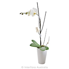 Interflora Exquisite Flowering Orchid Presentation