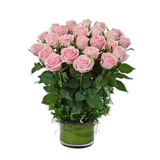 Interflora Desire Deluxe Arrangement of 24 Pink Roses