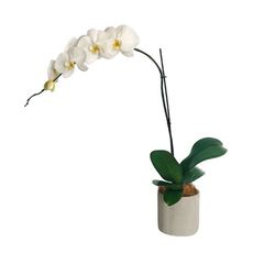  - Interflora Moth Orchid Pot
