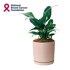  - Interflora Peace Lily In Pink Pot