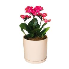  - Interflora Flaming Katy Pot Plant
