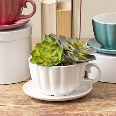 Mini Garden In Tea Cup