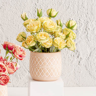 Marigold Anna Roses In Terracotta Pot