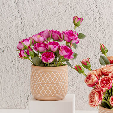 Fuchsia Anna Roses In Terracotta Pot