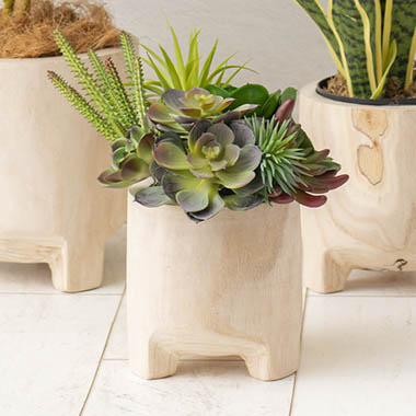  - Succulents In Wooden Pot