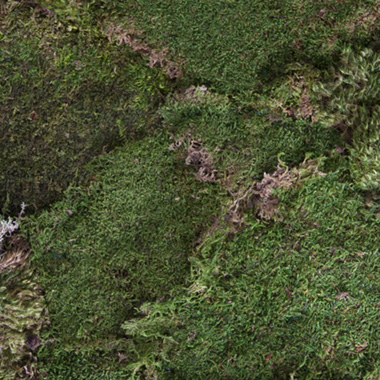 Sheet Moss Preserved Dark Green (55gm)