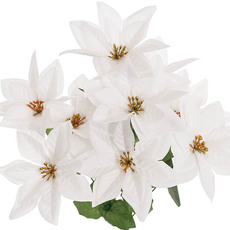 Poinsettia x 9 Head Spray White (40cmH)