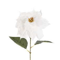 Poinsettia Long Stem White (25cmDx72cmH)