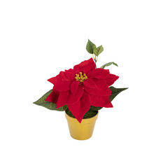 Christmas Flowers & Greenery - Gold Potted Single Poinsettia Red (25cmDx24.5cmH)