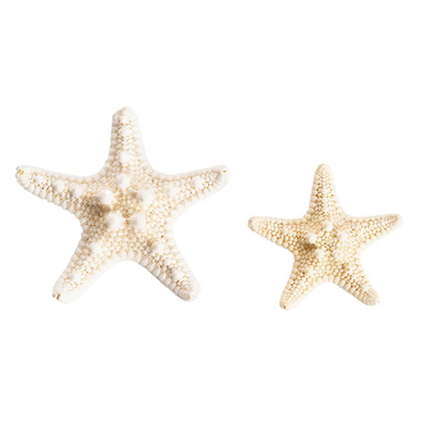 Starfish Decoration Small Natural 32pcs Per Jar