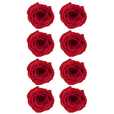 Dried & Preserved Roses - Premium Preserved Rose Head 8PCS Sweet Red (4-5cmD)