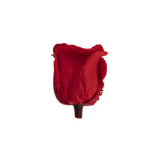 Premium Preserved Rose Head 8PCS Sweet Red (4-5cmD)