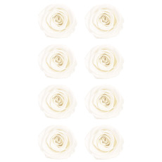 Dried & Preserved Roses - Premium Preserved Rose Head 8PCS White (4-5cmD)