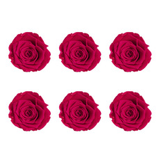 Dried & Preserved Roses - Premium Preserved Rose Head 6PCS Hot Pink (5-6cmD)