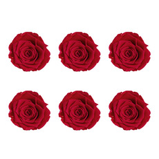 Dried & Preserved Roses - Premium Preserved Rose Head 6PCS Red (5-6cmD)