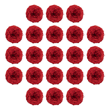 Dried & Preserved Roses - Preserved Austin Rose Head 21PCS Red (2-3cmD)