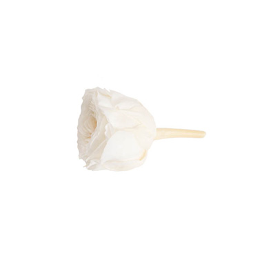 Preserved Austin Rose Head 21PCS White (2-3cmD)